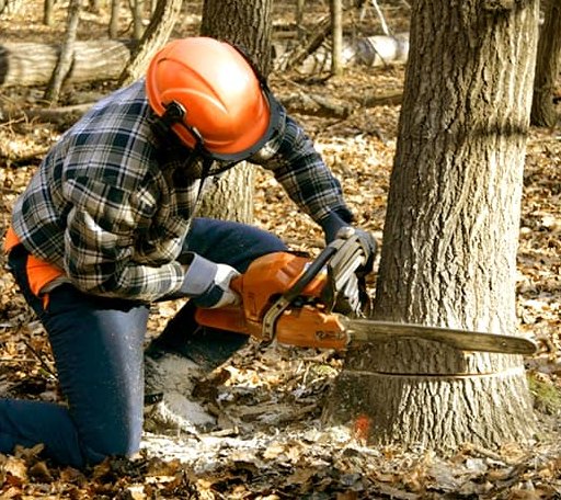 Tree Removal in Pope Army Airfield, NC